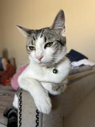 Reunited Female Cat last seen Buchanan Rd, Antioch, CA 94509