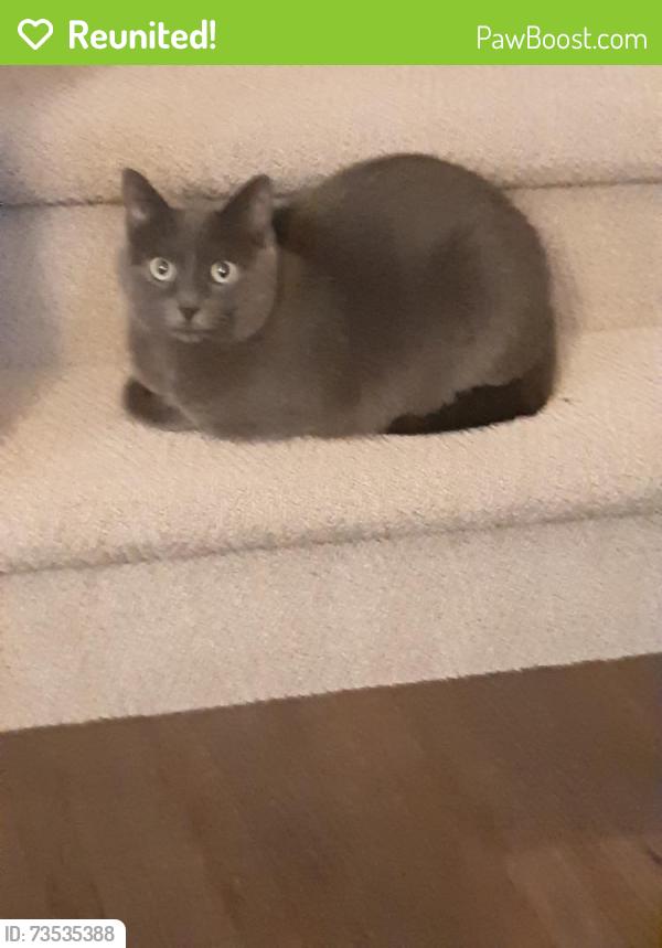 Reunited Female Cat last seen backyard borders shadow wood crescent, Waterloo, ON N2K 3W4