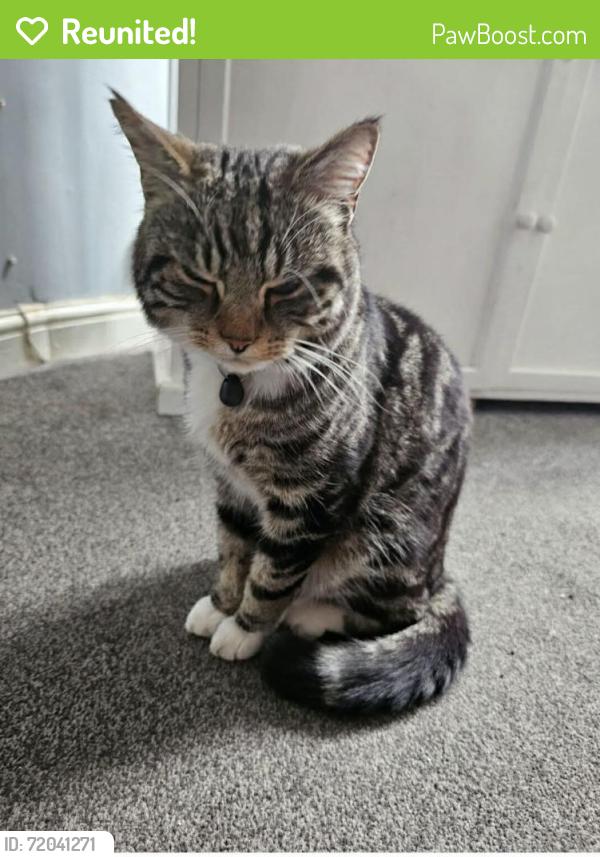 Reunited Male Cat last seen Brackenhayes Close, Ipswich, England 