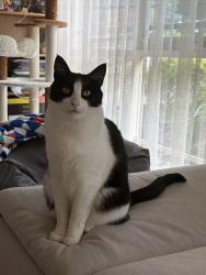 Reunited Male Cat last seen Near VIVIANNE AVENUE, Mont Albert North, VIC 3129