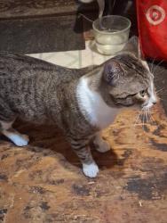 Reunited Male Cat last seen Plum Street, in the empty lot next to home, Watauga, TX 76148