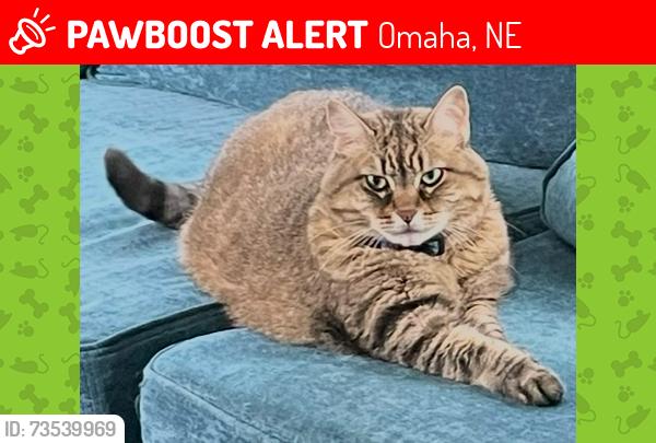 Lost Female Cat last seen 156th street and Summerwood drive, Omaha, NE 68137