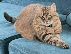Lost Female Cat last seen 156th street and Summerwood drive, Omaha, NE 68137