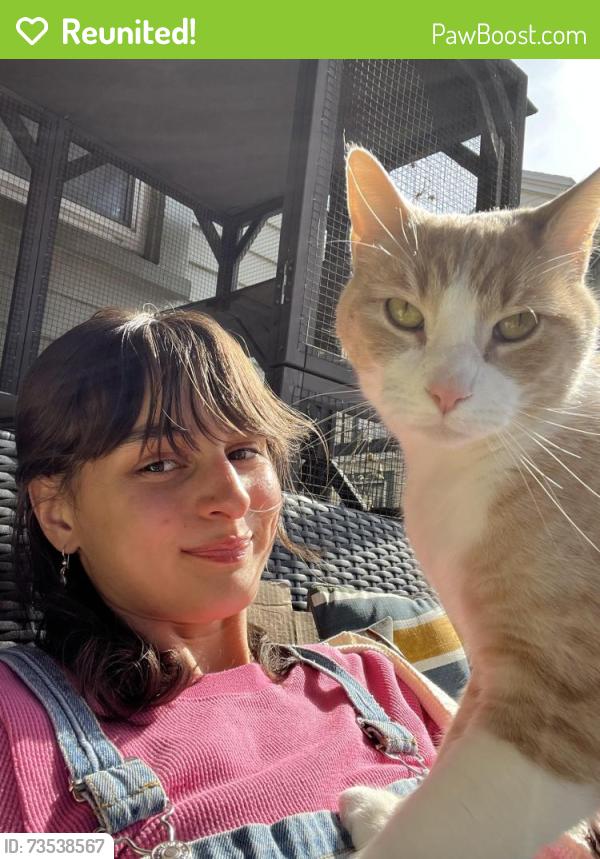 Reunited Male Cat last seen Near Albany ave Kingston ny, Kingston, NY 12401