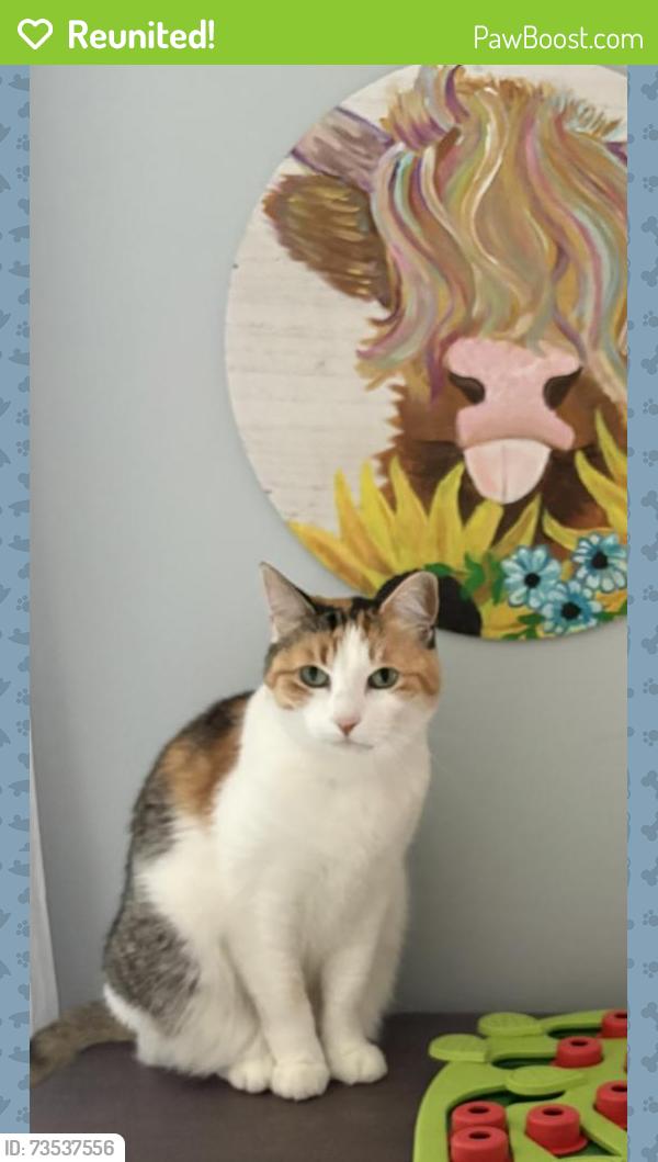 Reunited Female Cat last seen Curtis, Bristol, CT 06010