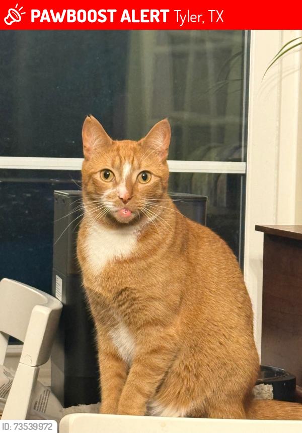 Lost Male Cat last seen CR 313 and Sand Hill, Tyler, TX 75706