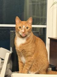 Lost Male Cat last seen CR 313 and Sand Hill, Tyler, TX 75706