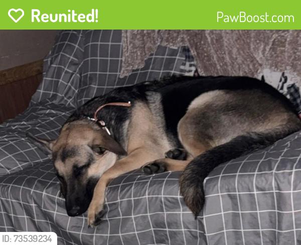 Reunited Male Dog last seen Swan Creek Mobile Park, Ypsilanti, MI 48197