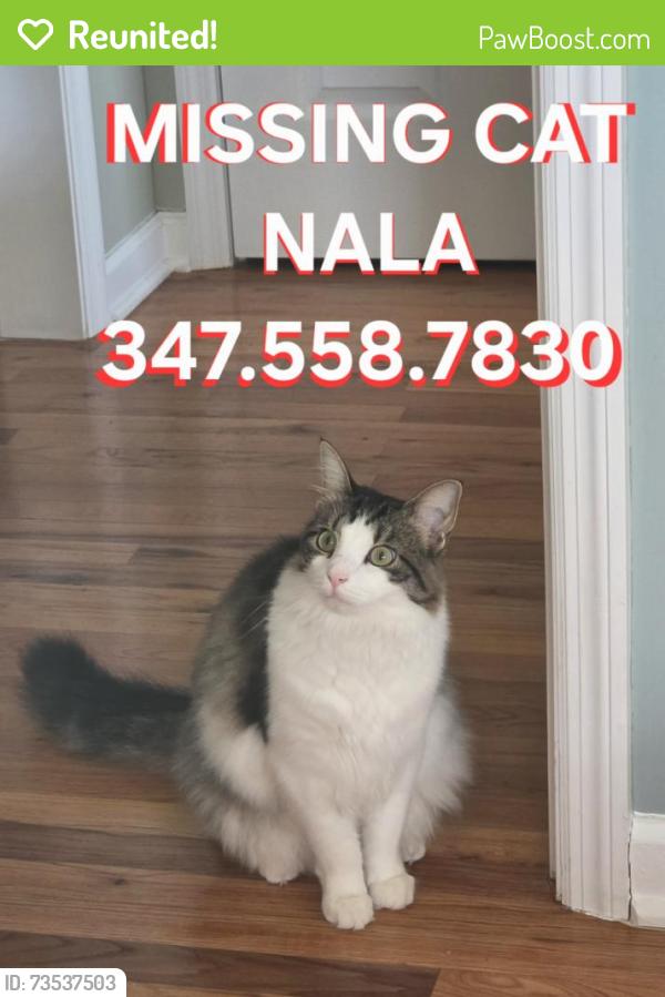 Reunited Female Cat last seen Van zile / Kentwood, Brick Township, NJ 08724
