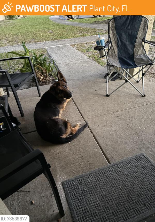 Found/Stray Male Dog last seen W grandfield ave, Plant City, FL 33563