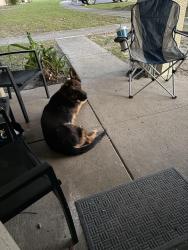 Found/Stray Male Dog last seen W grandfield ave, Plant City, FL 33563