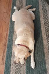 Reunited Female Dog last seen Turkey Mtn Rd, Rome, GA 30165