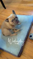 Lost Male Dog last seen Archer and Sayre, Chicago, IL 60638