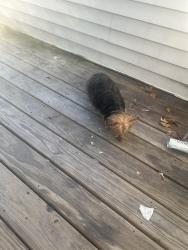 Found/Stray Female Dog last seen Milllrock rd, Hamden, CT 06517