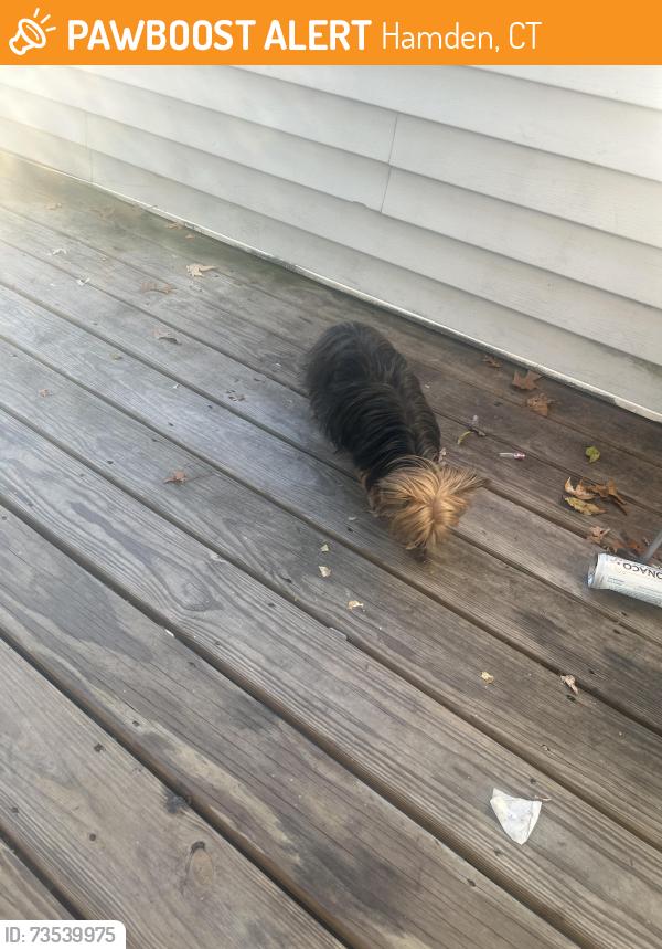 Found/Stray Female Dog last seen Milllrock rd, Hamden, CT 06517