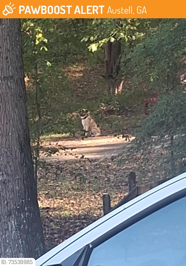 Found/Stray Male Dog last seen Silver comet trail, Austell, GA 30106
