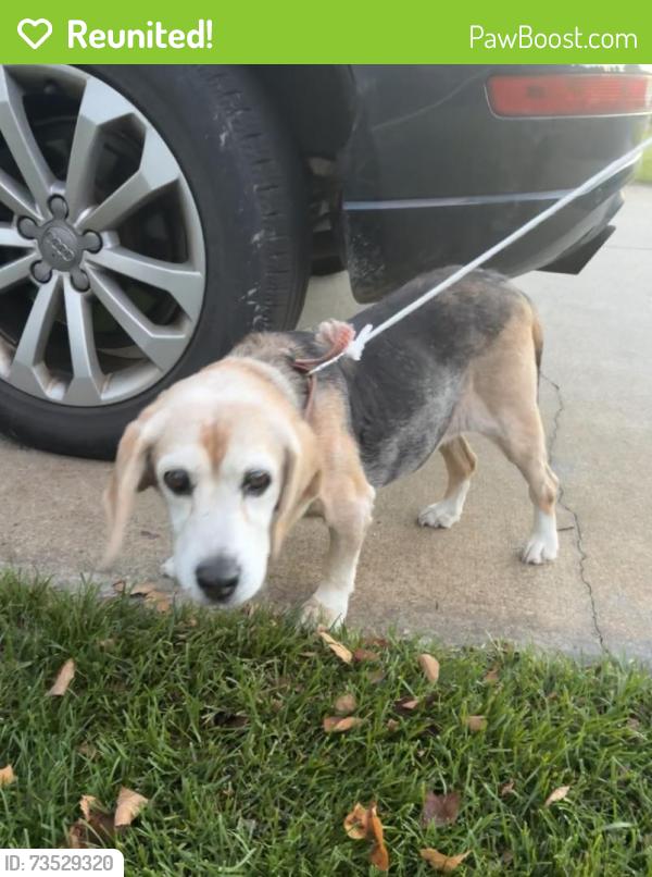 Reunited Female Dog last seen 36th and 14th in Hamilton, Hamilton, MI 49419