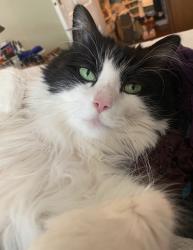 Reunited Male Cat last seen Oakland Ave SE and Augusta Ave, Atlanta, GA 30315