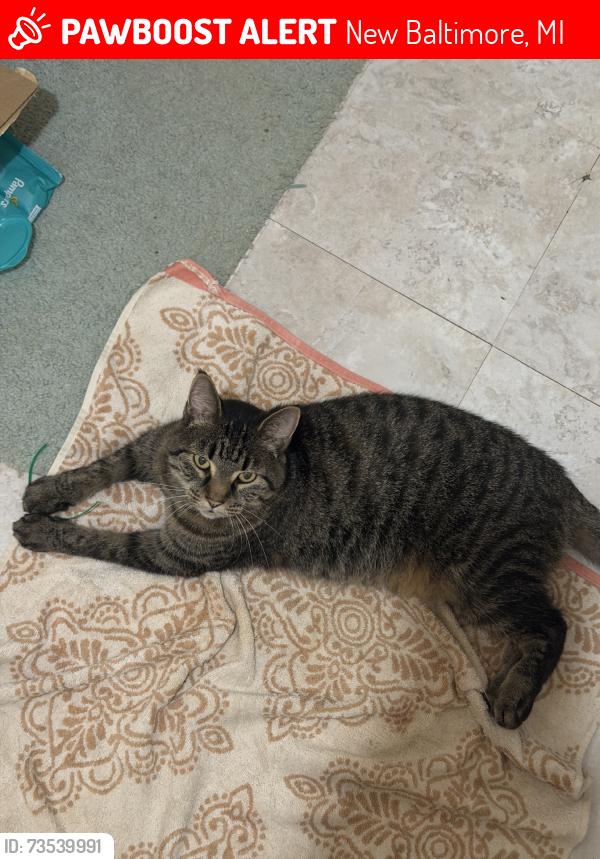 Lost Male Cat last seen Donner and cromwell, New Baltimore, MI 48047