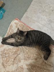 Lost Male Cat last seen Donner and cromwell, New Baltimore, MI 48047