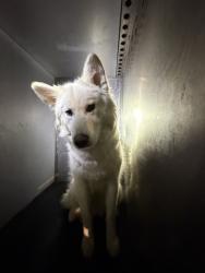 Shelter Stray Female Dog last seen Near BLOCK W LAKE PARK DR, WEST VALLEY CITY UT 84119, 4522 W 3500 S, West Valley City, UT 84120, USA