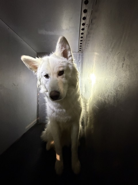 Shelter Stray Female Dog last seen Near BLOCK W LAKE PARK DR, WEST VALLEY CITY UT 84119, 4522 W 3500 S, West Valley City, UT 84120, USA