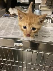 Shelter Stray Unknown Cat last seen Near BLOCK N WOODRIDGE ST, WICHITA KS 67206, 3303 N Hillside St, Wichita, KS 67219, USA