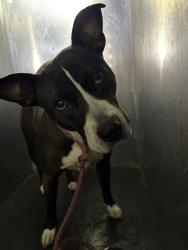 Shelter Stray Female Dog last seen Near BLOCK W LAKE PARK DR, WEST VALLEY CITY UT 84119, 4522 W 3500 S, West Valley City, UT 84120, USA