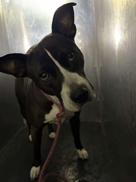 Shelter Stray Female Dog last seen Near BLOCK W LAKE PARK DR, WEST VALLEY CITY UT 84119, 4522 W 3500 S, West Valley City, UT 84120, USA