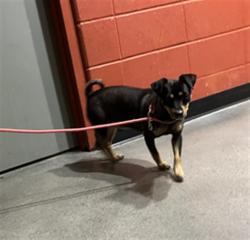 Shelter Stray Male Dog last seen Near BLOCK N CHAUTAUQUA AVE, WICHITA KS 67214, 3303 N Hillside St, Wichita, KS 67219, USA