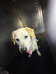 Shelter Stray Female Dog last seen Near BLOCK W LAKE PARK DR, WEST VALLEY CITY UT 84119, 4522 W 3500 S, West Valley City, UT 84120, USA