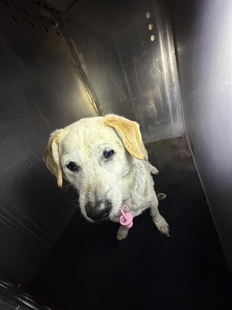 Shelter Stray Female Dog last seen Near BLOCK W LAKE PARK DR, WEST VALLEY CITY UT 84119, 4522 W 3500 S, West Valley City, UT 84120, USA