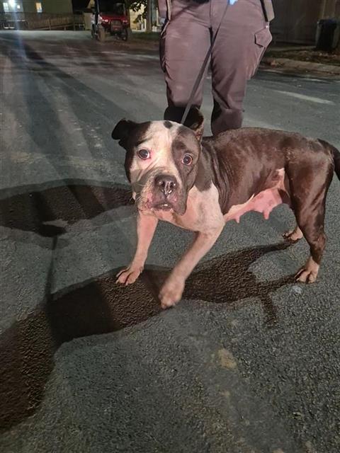 Shelter Stray Female Dog last seen Near BLOCK CONSUELO, 4710 TX-151, San Antonio, TX 78227, USA