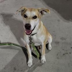Shelter Stray Male Dog last seen WALZEM, 4710 TX-151, San Antonio, TX 78227, USA
