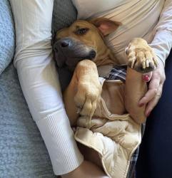 Shelter Stray Female Dog last seen CHARLOTTE, 8315 Byrum Dr, Charlotte, NC 28217, USA