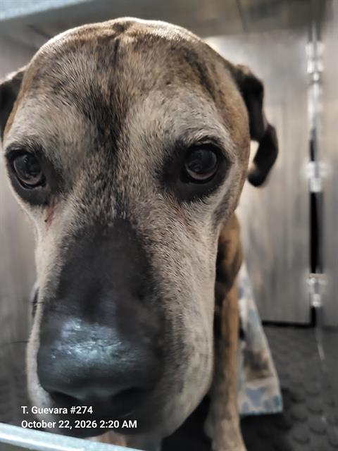 Shelter Stray Male Dog last seen W CYPRESS, 4710 TX-151, San Antonio, TX 78227, USA