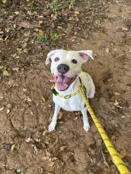 Shelter Stray Female Dog last seen CHARLOTTE, 8315 Byrum Dr, Charlotte, NC 28217, USA