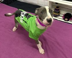 Shelter Stray Female Dog last seen Near BLOCK SAINT LOUIS ST, DETROIT, MI 48212, 1431 E Ferry St, Detroit, MI 48211, USA