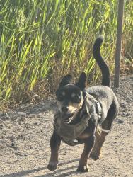 Reunited Male Dog last seen Coffee and Celeste, Modesto, CA 95355