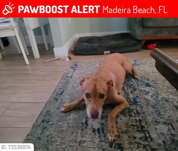 Lost Male Dog last seen 148th avenue in Madeira Beach, Madeira Beach, FL 33708