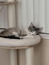 Reunited Male Cat last seen W ave H & 10th St W, Lancaster, CA 93534