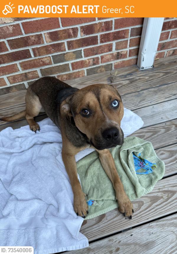 Found/Stray Male Dog last seen Devenger Place Pool, Greer, SC 29650
