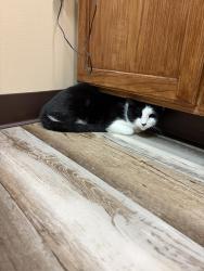 Reunited Female Cat last seen 14th street and Sandusky, Tulsa, OK 74112
