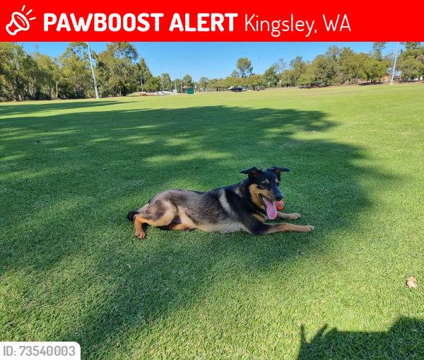 Lost Male Dog last seen Hocking road/Goollelal lake, Kingsley, WA 6026