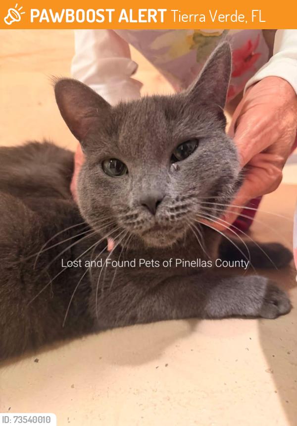 Found/Stray Female Cat last seen Sands Point Dr, Tierra Verde, FL 33715