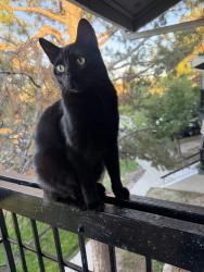 Reunited Female Cat last seen Last time seen by the apmts revive by the soccer fields, Denver, CO 80014