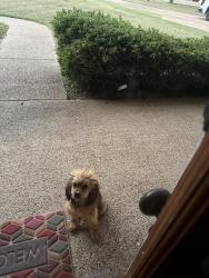 Found/Stray Unknown Dog last seen Post Oak place, Pearl, MS 39208