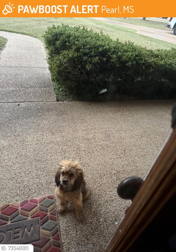 Found/Stray Unknown Dog last seen Post Oak place, Pearl, MS 39208