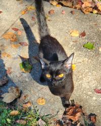 Found/Stray Unknown Cat last seen high cliffs road, Winston-Salem, NC 27040