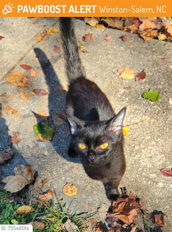 Found/Stray Unknown Cat last seen high cliffs road, Winston-Salem, NC 27040